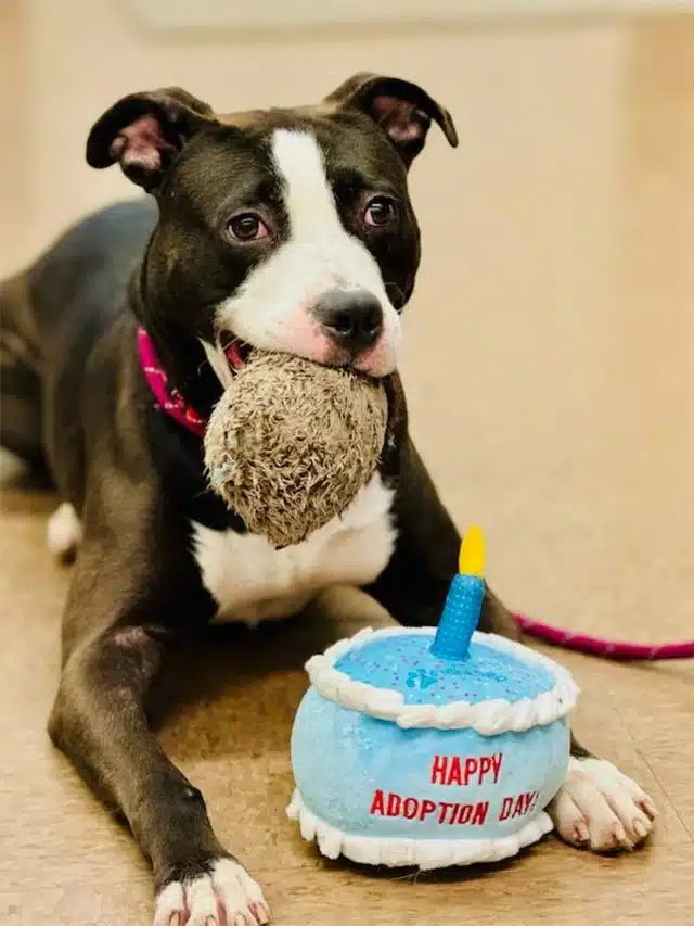 Extra image from article