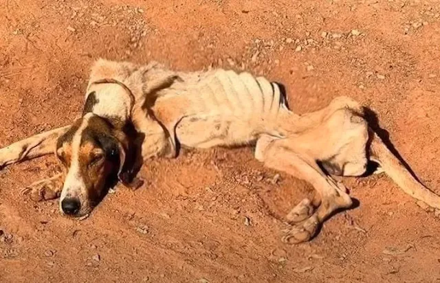 However, Bento's luck soon turned around...