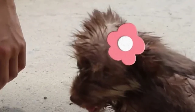 Besides the head wound, the puppy had se...