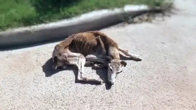 However, gradually, a transformation beg...