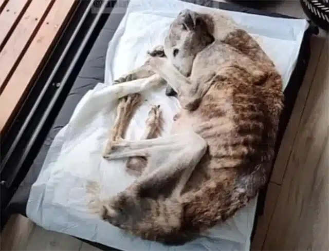 Today, Palito thrives with a family that...