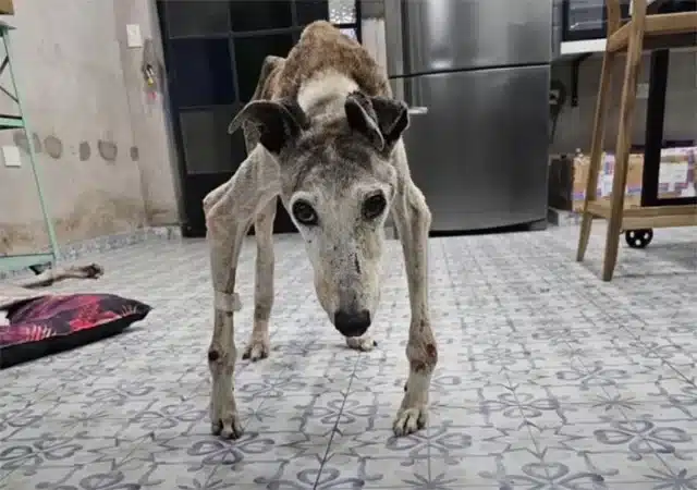 We rushed to get Palito to the hospital,...