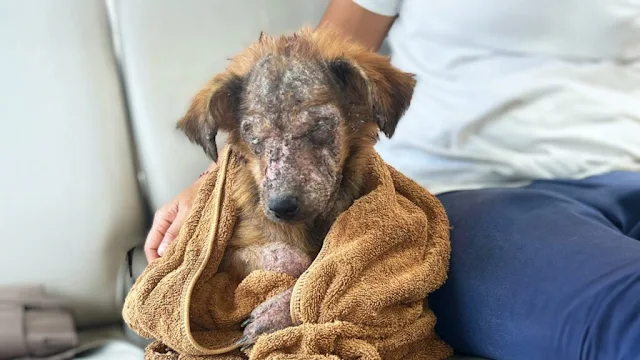 Scared and bewildered, she dashed away, ...