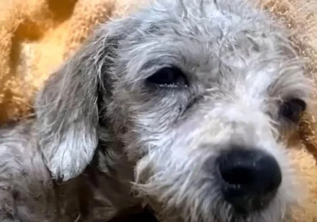 The news was concerning: Lucky was sever...