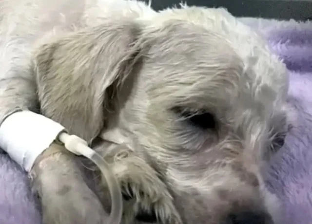 Each new day brought signs of improvemen...