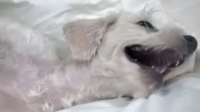 Extra image from article