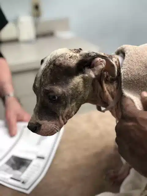 Ziva was also afraid of people, tremblin...