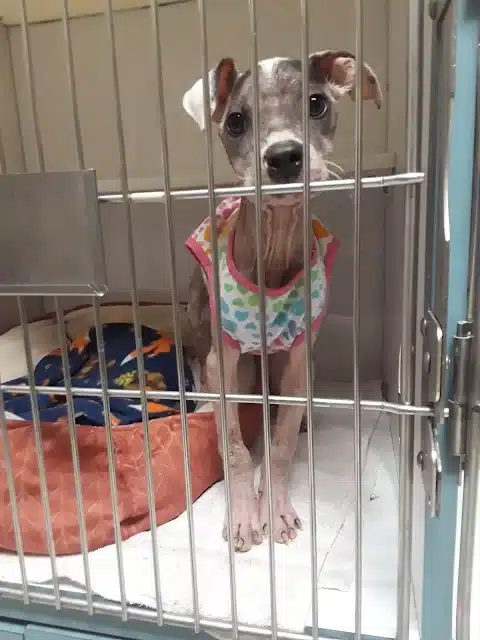 Extra image from article