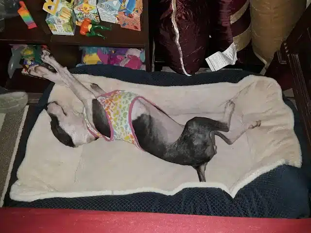 Extra image from article