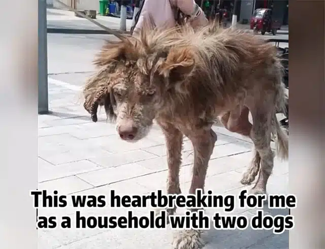 Then, on a rainy afternoon, hope appeare...