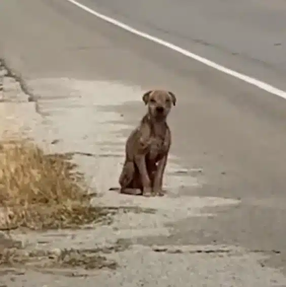 On a lonely stretch of road, a weary dog...