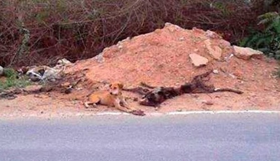 Tragically, the puppy's mother had been ...