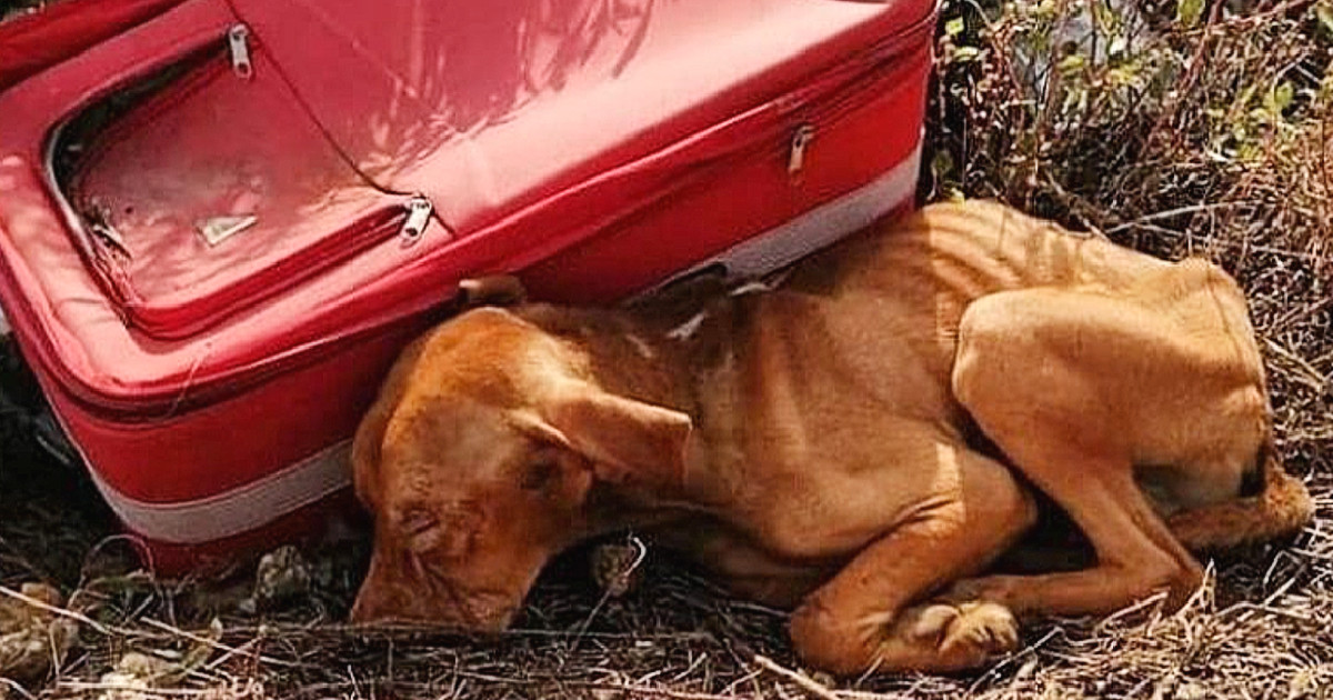 The suitcase's damage suggested that the...