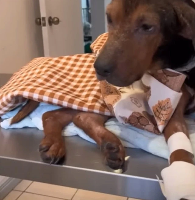 Over time, Max started eating well, gain...