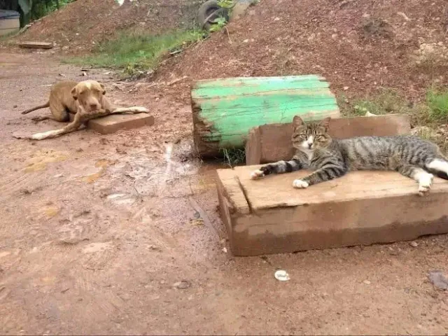 Michele, an economics student who adopte...