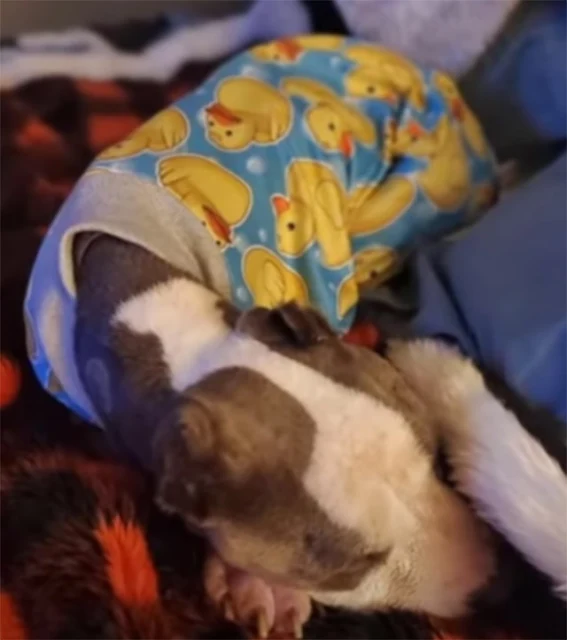 Extra image from article