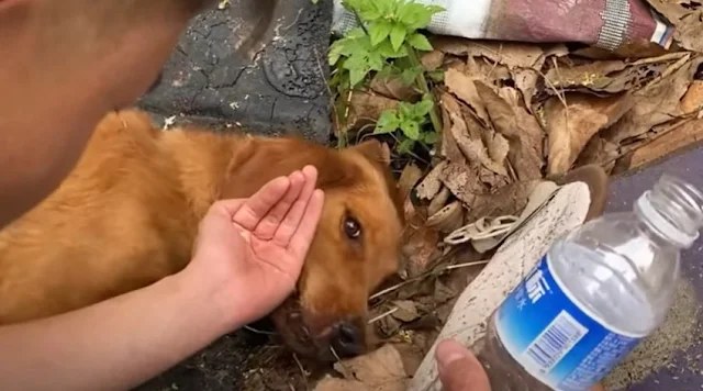 As the crowd around the dog grew, conver...