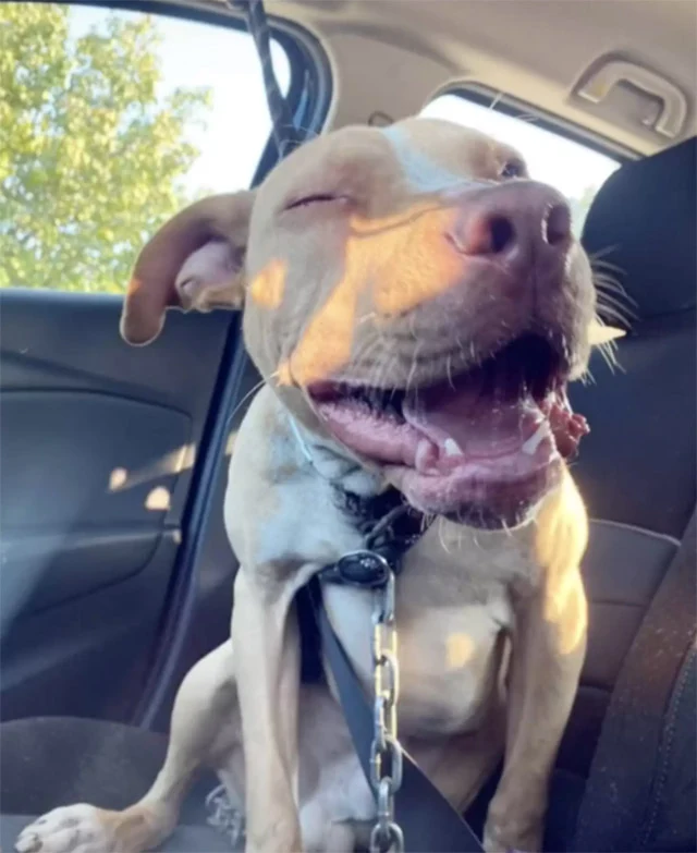 “He's adapting to being an indoor dog th...