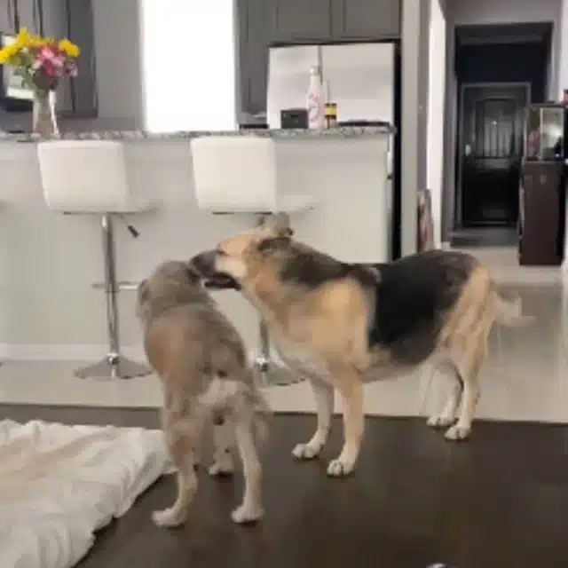 Extra image from article