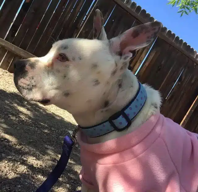 Extra image from article