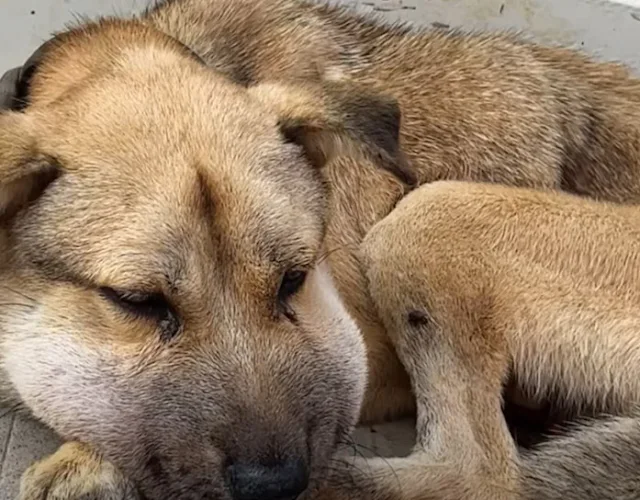 The rescuers carefully freed him from th...