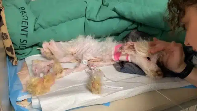 At first, when the farmer opened the cag...