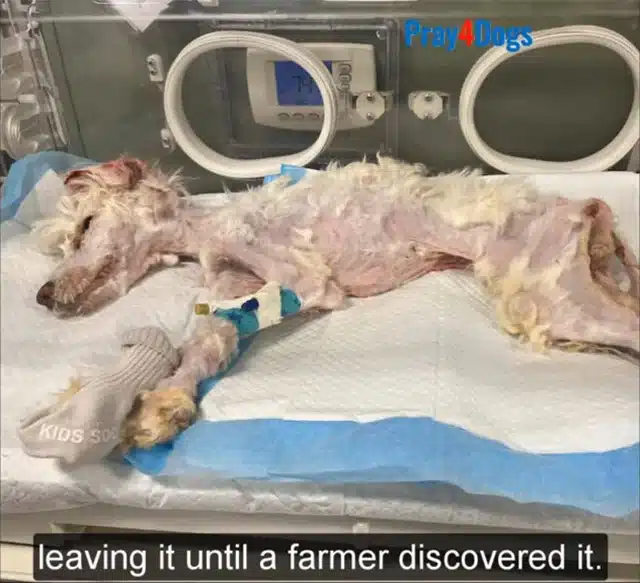 The veterinarian was taken aback by Juni...