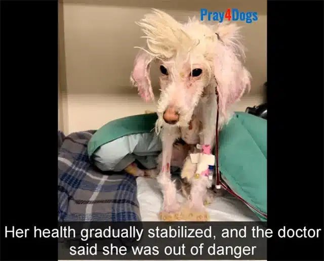 As weeks went by, Junie underwent an inc...