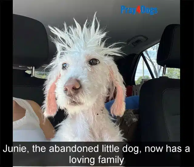 On the farm, Junie discovered a newfound...