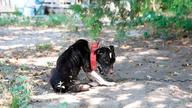 Recently, a team of volunteers from the ...