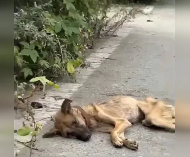 Her first night post-rescue was signific...