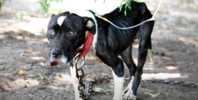 Gwen was severely malnourished and dehyd...