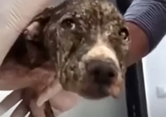 As weeks passed, PETRA began to show sig...