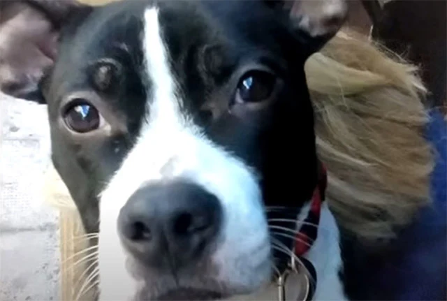 Enamored by her sweet nature and playful...