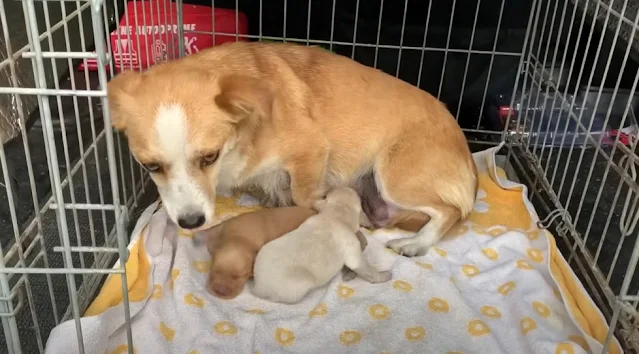 Bella’s story resonated with those who p...