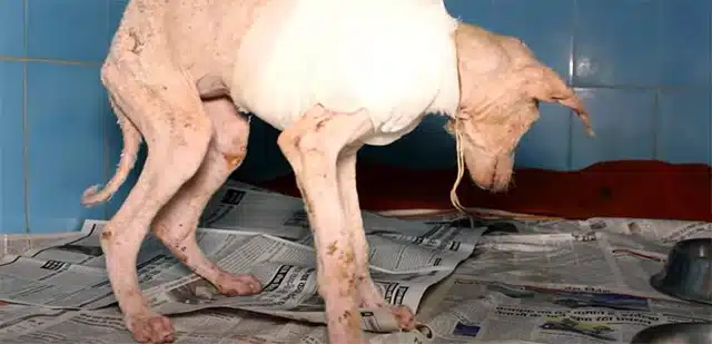 Extra image from article