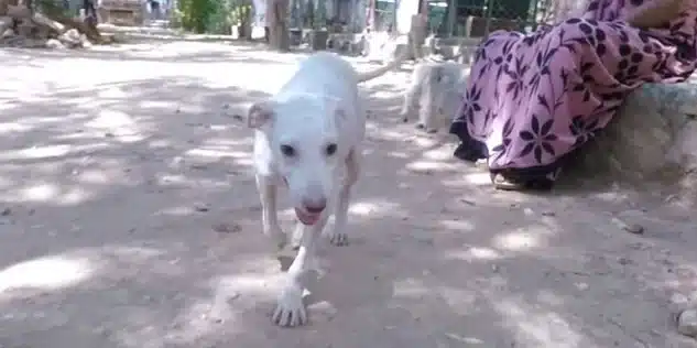 Extra image from article