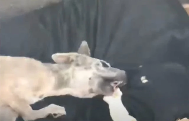 The vet's examination brought grim news:...