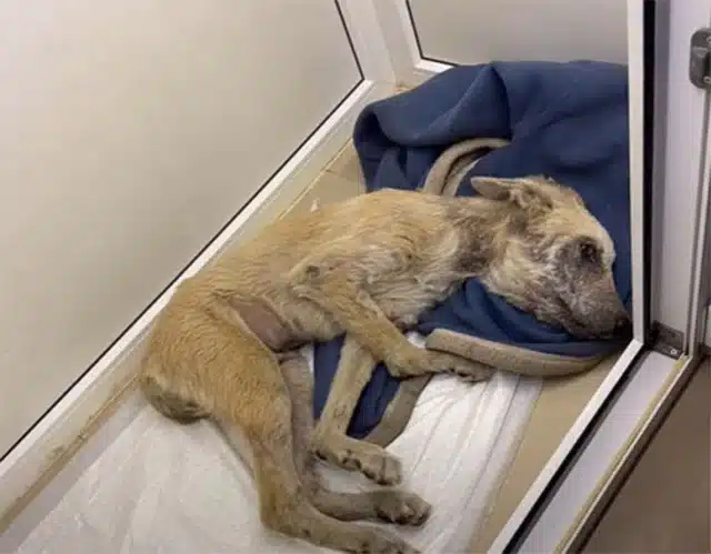 The healing process was slow. Zippo spen...