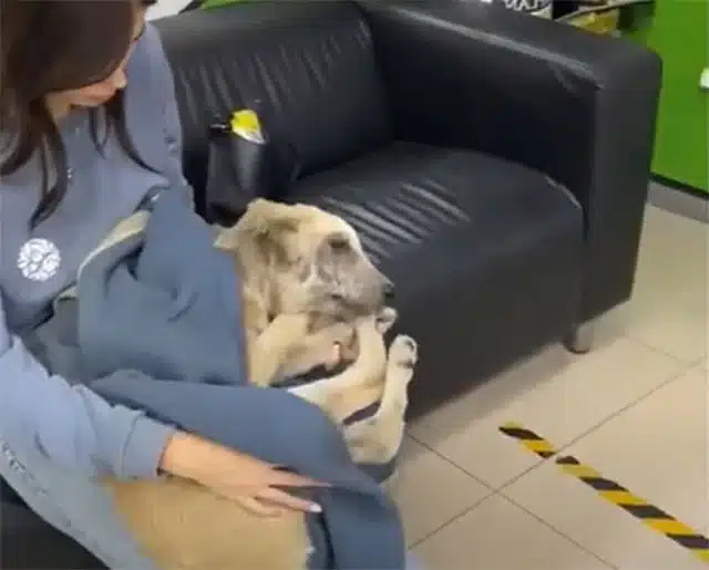 After months of dedication, Zippo was re...