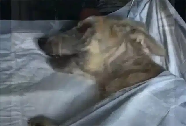 Then, six months after being rescued, Zi...