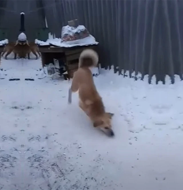 Extra image from article