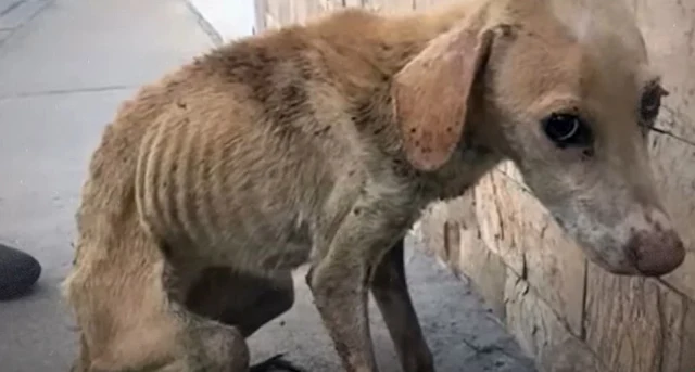 The once cautious and apprehensive dog s...