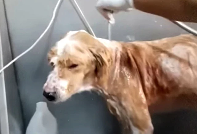 From Abandoned to Adored: Charlie's Triumphant Journey of Healing and Hope