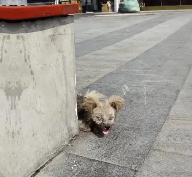 The dog, exhausted, barely opened her ey...