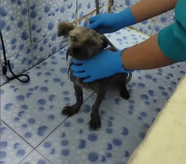 Upon reaching a veterinary clinic, the n...