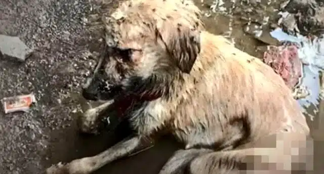 Her name, Jeevit, which means 