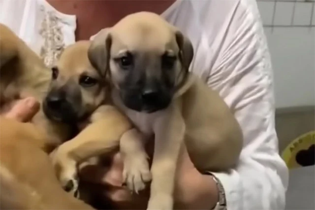 From Neglect to Joy: A Heartwarming Rescue and Transformation of a Dog Family