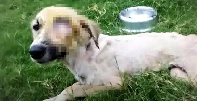 Jeevit’s remarkable journey is a heartwa...