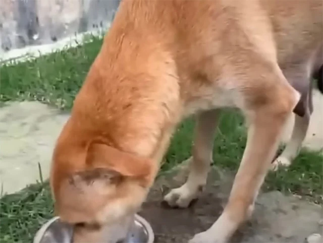 From Neglect to Joy: A Heartwarming Rescue and Transformation of a Dog Family